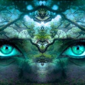 EYES OF THE FOREST