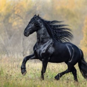 Black horse II