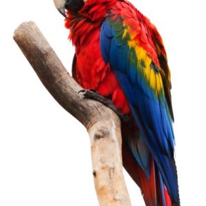 Papuga na konarze